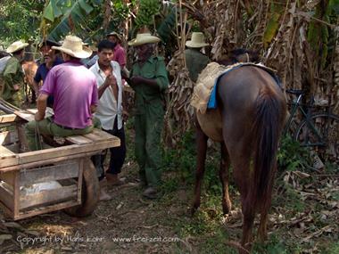 2004 Cuba, Maria la Gorda - Cayo Levisa, DSC00602 B_B720